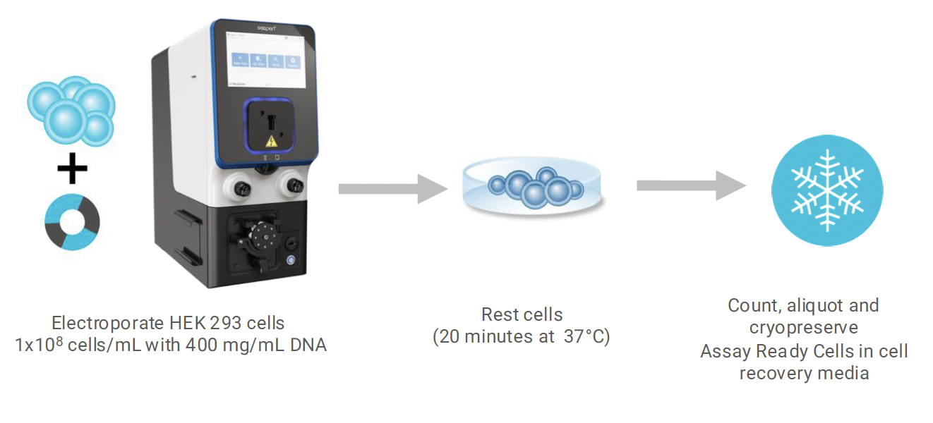 Illustrated workflow begins with electroporation of HEK 293 cells with DNA using a MaxCyte system, followed by a 20-minute resting period at 37°C. Finally, the cells are counted, aliquoted, and cryopreserved as assay-ready cells in cell recovery media.